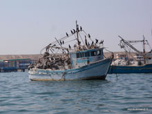Paracas - Pérou